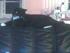Blackie 1999-2006 RIP