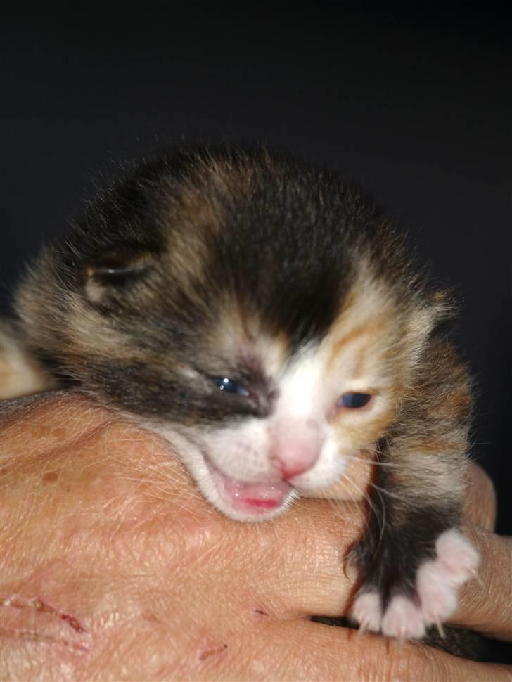 Tortie kat :P - sød lille killing billede 1