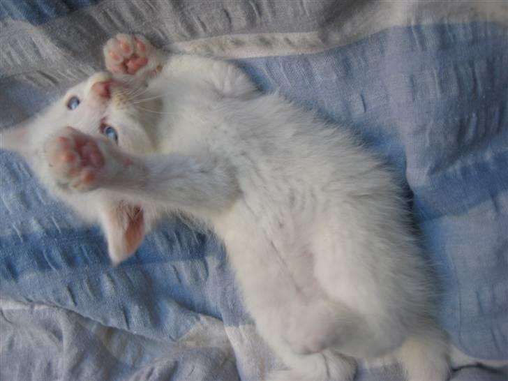 Kattekillinger gives væk. _-vi er ikke sikre på kønene-_ - Den dejlige katte mis som vi kalder snehvide <3 billede 1