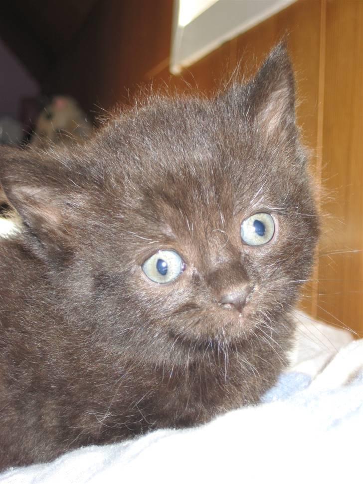 Kattekillinger gives væk. _-vi er ikke sikre på kønene-_ - Og her er den kat vi kalder inuk billede 5