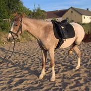 Min hest..