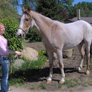 Min hest..