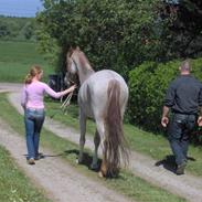 Min hest..