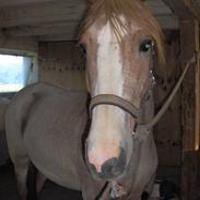 Min hest..