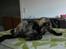 Diva's mave
