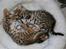 Bengal killinger
