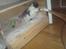 Mine Kilinger - Panda mener bestemt at hundehaler er til at lege med..  gg