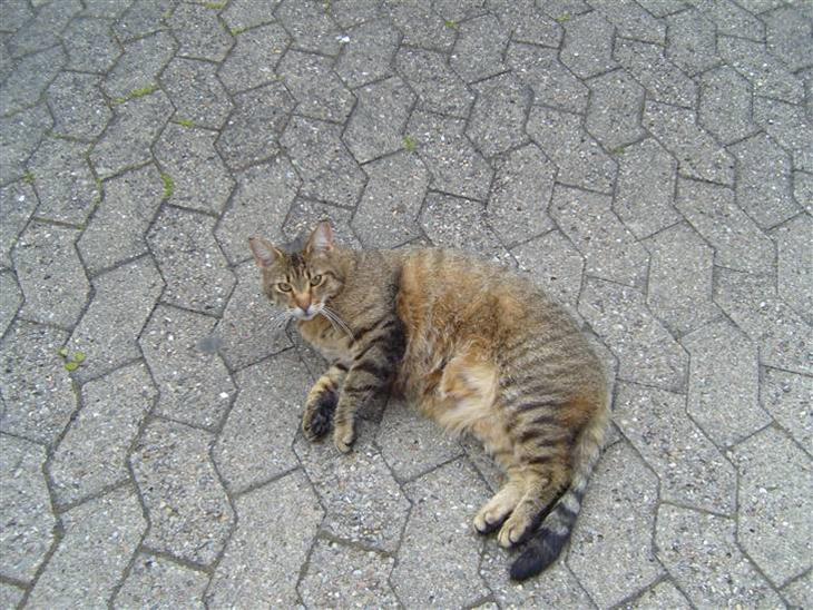 Mine smukke katte  billede 0
