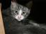 Mine Kilinger - Silver