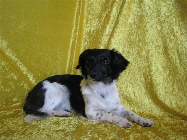 {{currentPhoto.altText}} billede {{currentPhoto.number}}