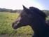 Bella (min hest)