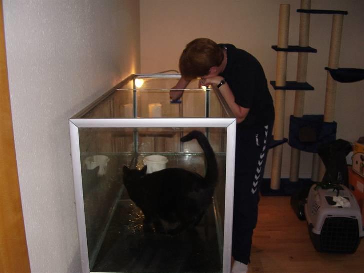 Mit nye 530L akvarie - Bamse er rigtig god til at hjælpe siger min mor billede 2