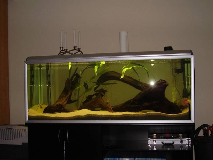 Mit nye 530L akvarie billede 8