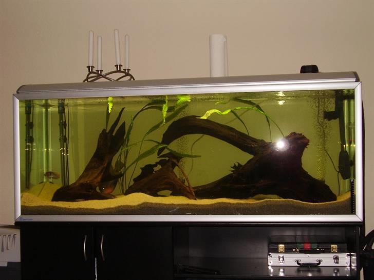 Mit nye 530L akvarie billede 9