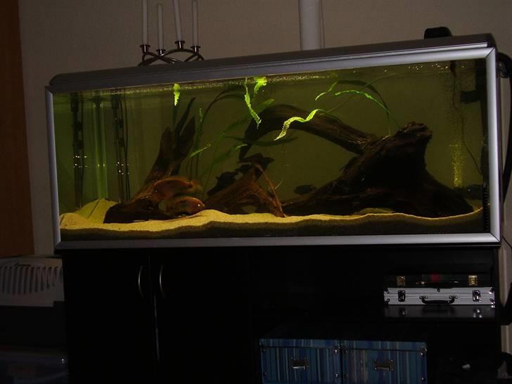 Mit nye 530L akvarie billede 10