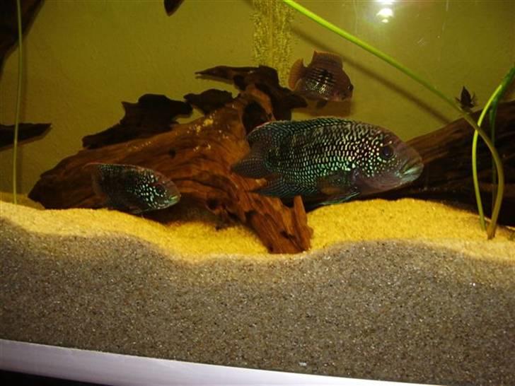 Mit nye 530L akvarie - Vores jack dempsey par. billede 13
