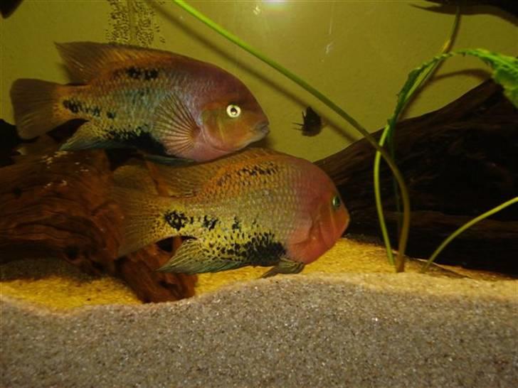 Mit nye 530L akvarie billede 16