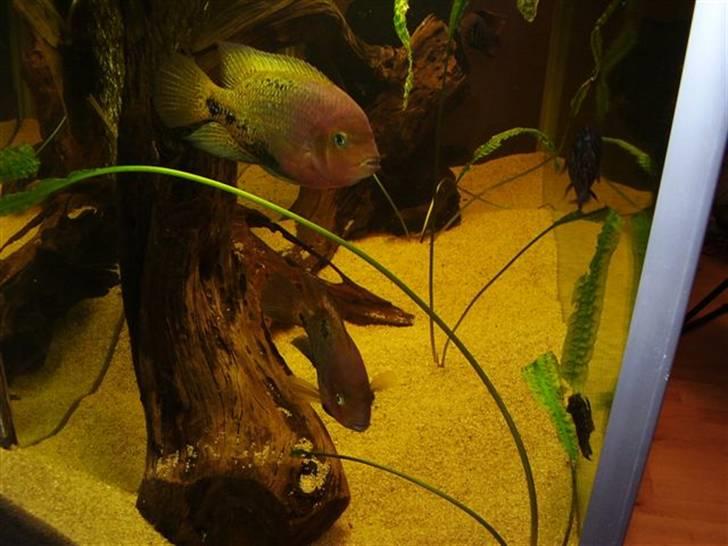 Mit nye 530L akvarie billede 17