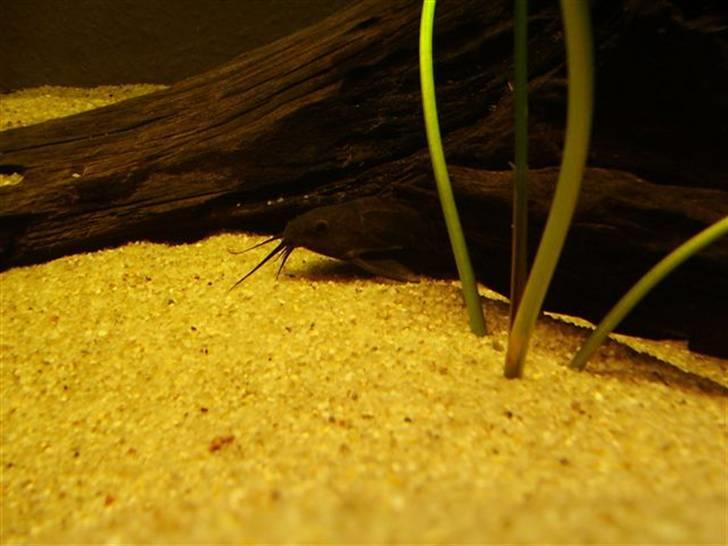 Mit nye 530L akvarie billede 18