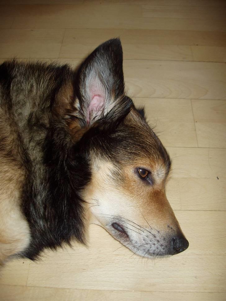 Greenland - Grønland - Kalaallit Nunaat (1) - En hund, der bor hos nogle jeg besøgte. billede 9