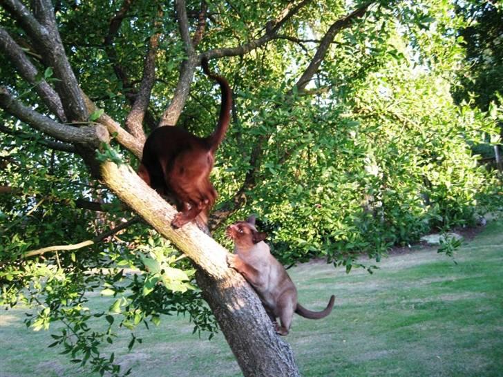 Billeder af mit hegn om haven. - Bastian igen og her Coco i leg i klatretræet som er en Benved. billede 8