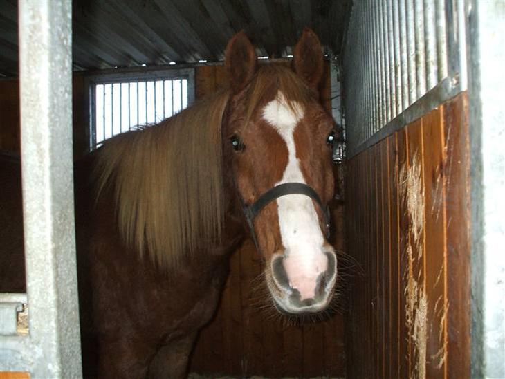 {{currentPhoto.altText}} billede {{currentPhoto.number}}