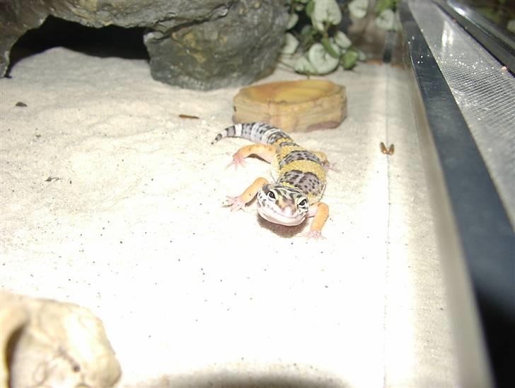 Leopardgekkoer - Biver, som var en af mine aller første, som desværre døde et års tid efter af blodforgiftning. :( billede 1
