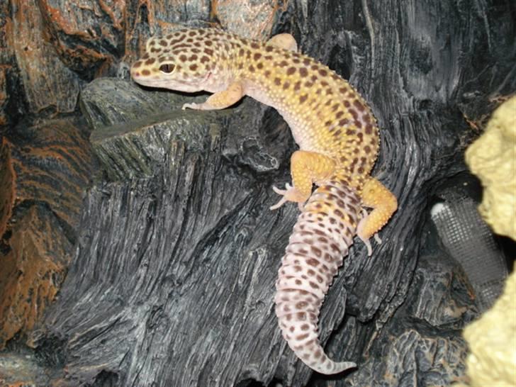 Leopardgekkoer - Oliver, også en af mine første, og min lille ynglings... billede 2