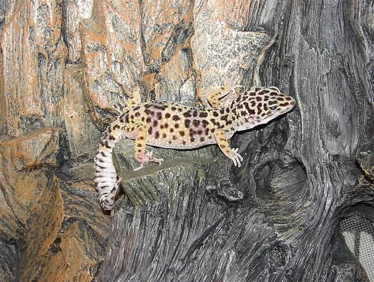 Leopardgekkoer - Freja, Olivers nye veninde, da Biver døde. billede 3