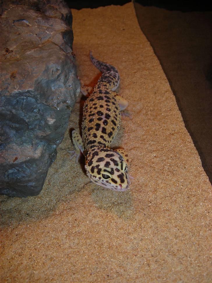 Leopardgekkoer - Ronja, som nu slet ikke var til at stå for, så hente måtte jeg også havde. :) billede 4