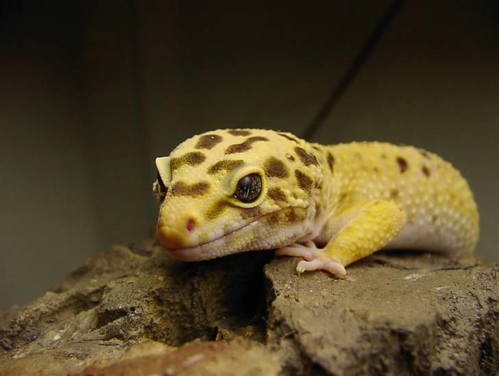 Leopardgekkoer - Thor, er min store flotte fyr. Ham der holder styr på de 3 tøser, og som er med til jeg får lidt små gekko æg engang imellem. billede 5