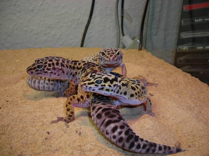 Leopardgekkoer - Her er så Oliver, Ronja og Freja. billede 6