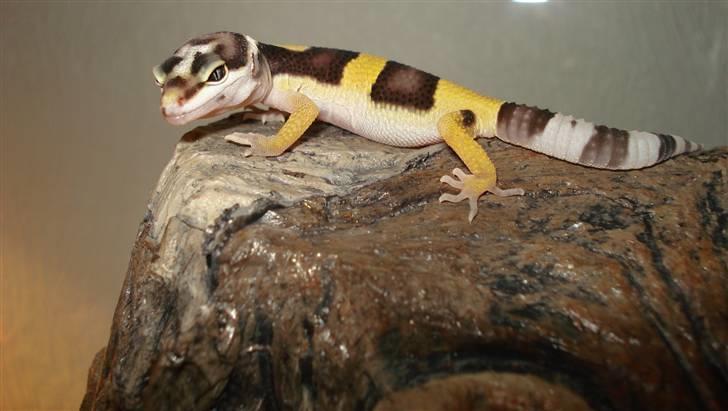 Leopardgekkoer - Pusling, min nr 3 udklækkede gekko, han havde en bror (lille skid) som desværre var sket en fejl ved så han var alt for lille til at ku klare dette liv, desværre. billede 9