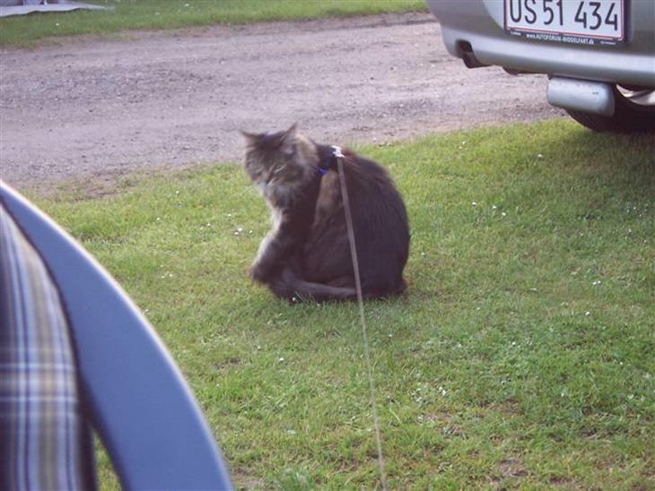 Tumle på camping. billede 0