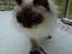 Fluffy i sneen :o)