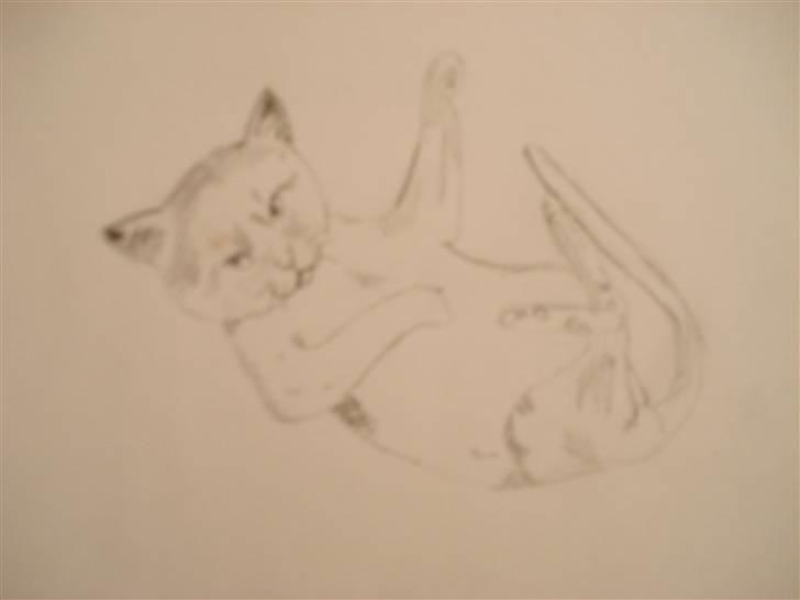 Katte tegninger billede 2
