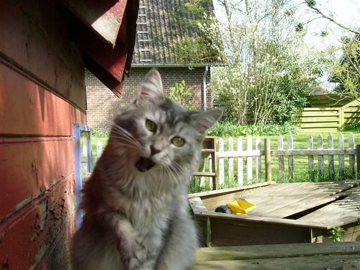 Tossede kattebilleder af mine katte.. billede 1