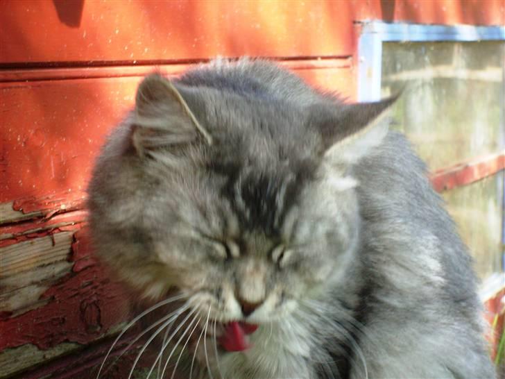 Tossede kattebilleder af mine katte.. billede 2