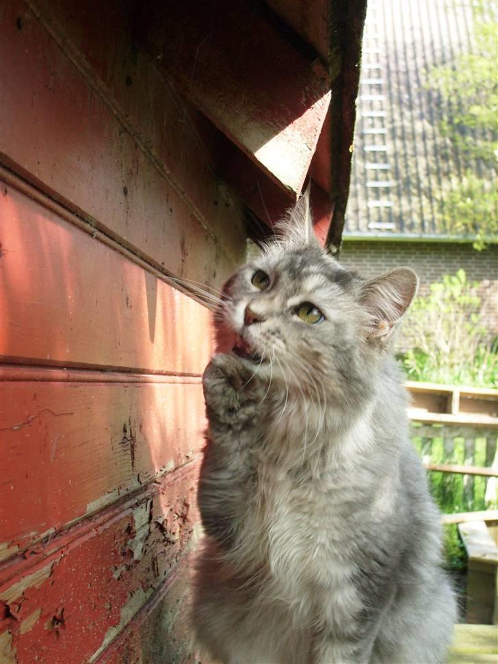 Tossede kattebilleder af mine katte.. billede 3