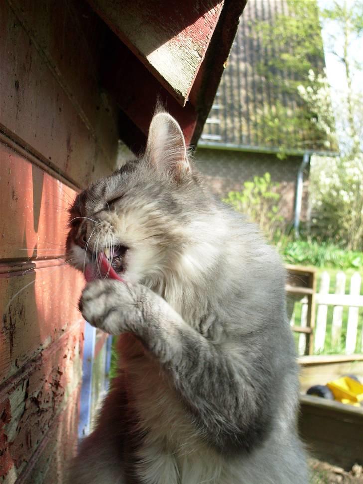 Tossede kattebilleder af mine katte.. billede 4