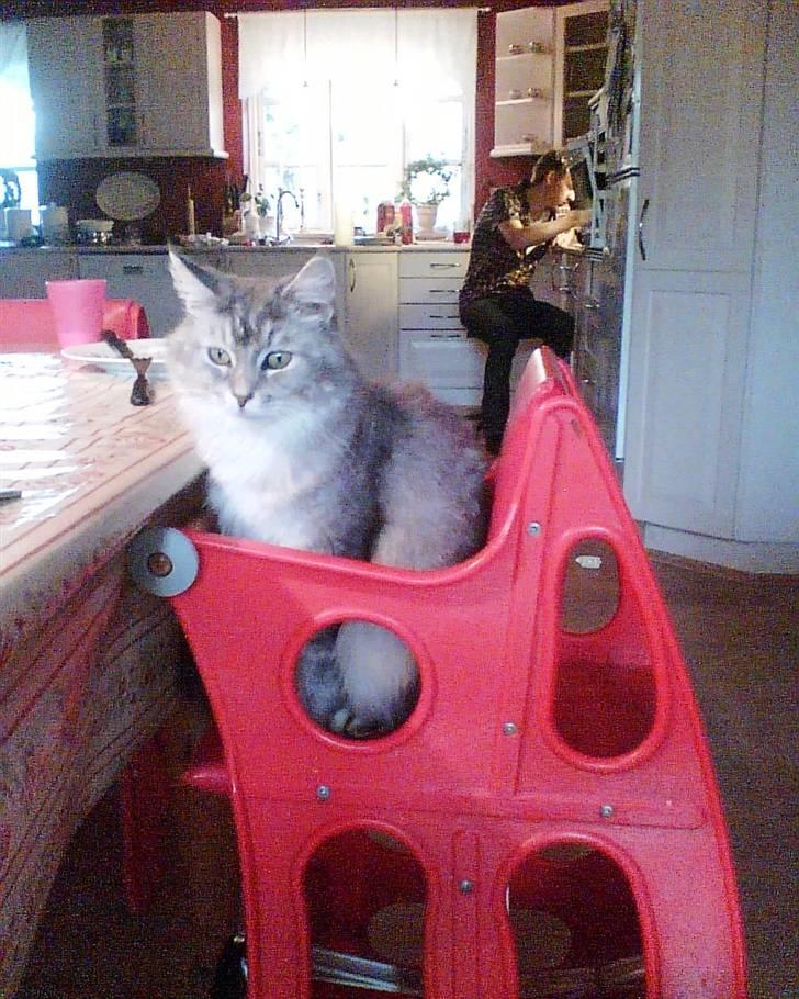 Tossede kattebilleder af mine katte.. billede 5