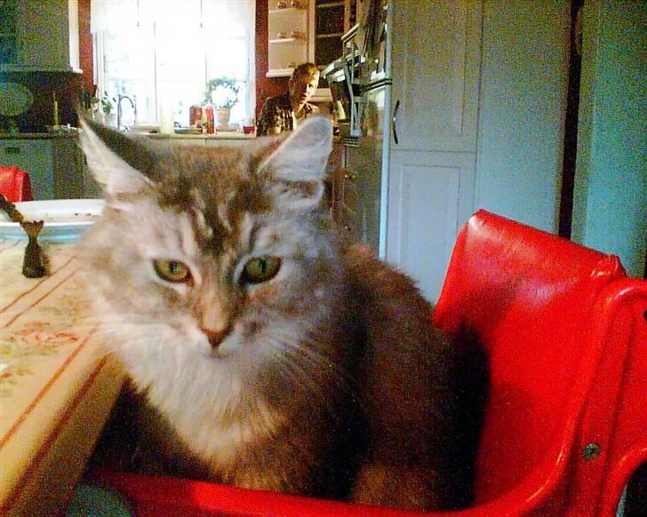 Tossede kattebilleder af mine katte.. billede 6