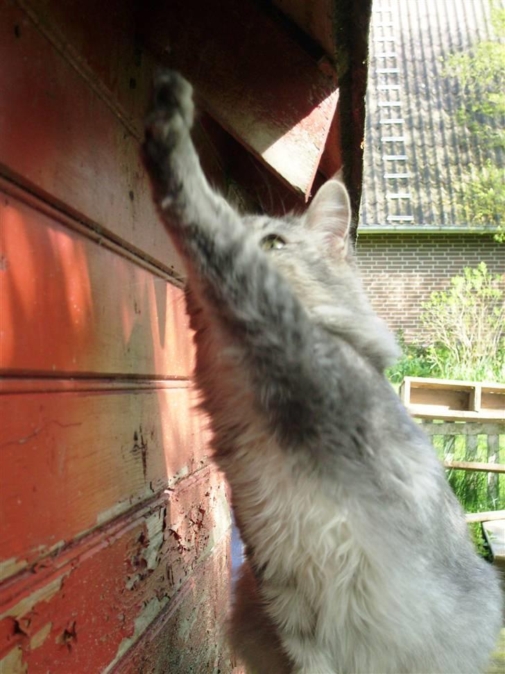 Tossede kattebilleder af mine katte.. billede 8