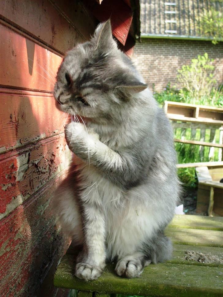 Tossede kattebilleder af mine katte.. billede 9