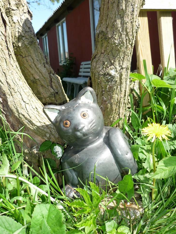 Hus og have.... - Kat jeg har fået af kæresten. billede 21