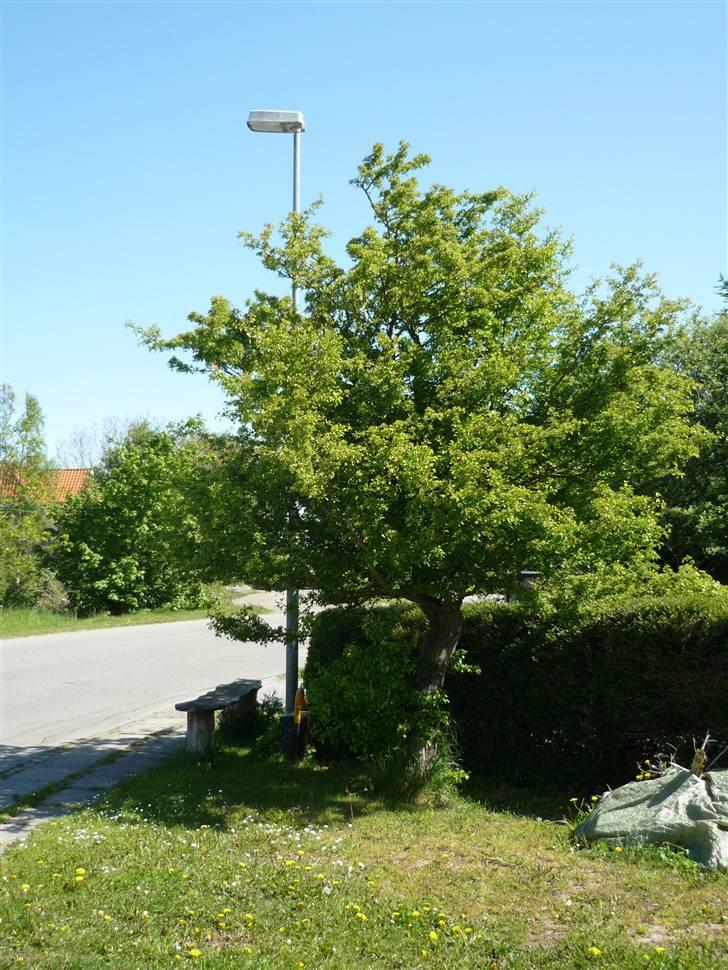 Hus og have.... - Foran garagen. billede 31