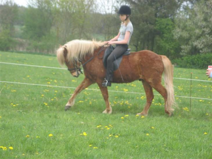 Mine heste - Andri og jeg rider billede 0