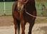 Min nye hest Rositta <3