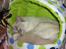 Udstilling i middelfart d. 27/6-09. Georgias 9 udstilling og Fleurs 3 udstilling