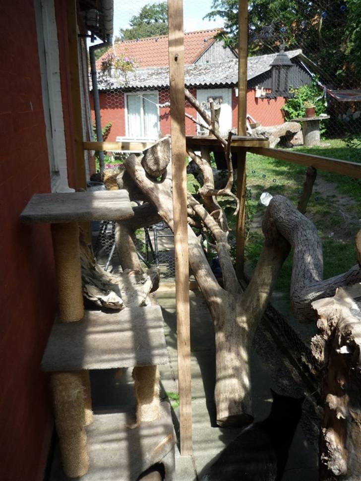 Hus og have.... - Nye grene i løbegården. billede 38